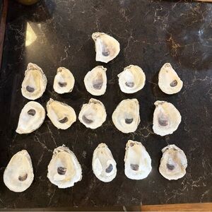 SIXTEEN 16 OBX Oyster Shells 3”-3.5”  For Crafts Soaked & Cleaned 3 Times